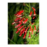 Gardenbox Kırmızı Mercan Çiçeği, 1 Adet Saksılı, 35-60 cm, Russelia Equisetiformis