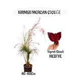 Gardenbox Kırmızı Mercan Çiçeği, 40-60 cm, Sakılı, Yaprak Güzeli Hediye, Bahçe Teras Bitkisi