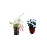 Gardenbox Kırmızı Mercan Çiçeği Fidanı + Beyaz Bodrum Papatyası 2'li Bahçe Peyzaj Seti