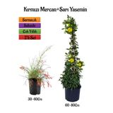 Gardenbox Kırmızı Mercan Çiçeği Fidanı + Sarı Yasemin Fidanı 2'li Bahçe Peyzaj Seti