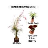 Gardenbox Kırmızı Mercan Çiçeği, Yaprak Güzeli, Kurdele Çiçeği, 40-60 cm, Sakılı, Teras Bitkisi