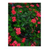 Gardenbox Kırmızı Milli Dikenler Tacı Euphorbia Saksılı Bitki, 20-40 cm