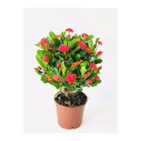 Gardenbox Kırmızı Milli Dikenler Tacı Euphorbia Saksılı Çiçekli Bitki, 20-40 cm