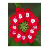 Gardenbox Kırmızı Mine Çiçeği Saksılı 15-30 cm Bahçe Yer Bitkisi (Verbena Officinalis)