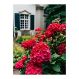 Gardenbox Kırmızı Ortanca Çiçeği Fidanı, 40-60 cm, Saksılı, Hydrangea