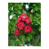 Gardenbox Kırmızı Oya Ağacı Fidanı, 40-70 cm, Saksılı/Tüplü, 1 Adet, Red Lagerstroemia Indica