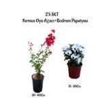 Gardenbox Kırmızı Oya Ağacı Fidanı + Beyaz Bodrum Papatyası 2'li Peyzaj Seti