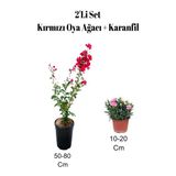 Gardenbox Kırmızı Oya Ağacı Fidanı + Çalı Şimşiri 2'li Set, Saksılı Dış Mekan Bitkisi