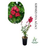 Gardenbox Kırmızı Oya Ağacı Fidanı, Saksılı, 30-60 cm, Çiçekli Ağaç