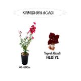 Gardenbox Kırmızı Oya Ağacı Fidanı, Saksılı, 40-60 cm, Yaprak Güzeli Hediyeli