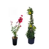 Gardenbox Kırmızı Oya Ağacı Fidanı + Sarı Yasemin Fidanı 2'li Bahçe Peyzaj Seti