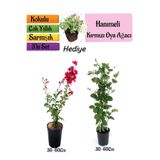 Gardenbox Kırmızı Oya Ağacı, Kokulu Hanımeli Çiçeği, Mezem Çiçeği 3'lü Peyzaj Seti, Çok Renkli