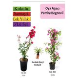 Gardenbox Kırmızı Oya Ağacı, Pembe Begonvil, Kurdele Çiçeği Hediyeli, Çok Renkli, 50-80 cm