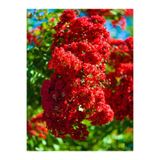 Gardenbox Kırmızı Oya Çiçeği Fidanı, 30-80 cm, 1 Adet, Lagerstroemia Indica, Dış Mekan Ağacı