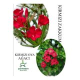 Gardenbox Kırmızı Oya Fidanı Saksılı 30-60cm, Kırmızı Zakkum Çiçeği