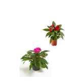 Gardenbox Kırmızı Pembe Yeni Gine Cam Güzeli Çiçeği, 2 Adet, Balkon Bitkisi, 10-15 cm