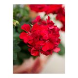 Gardenbox Kırmızı Sardunya Çiçeği, 15-25 cm Saksılı, Çiçekli Bodur Bitkiler, Geranium