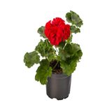 Gardenbox Kırmızı Sardunya Fidanı, Tül Kuşkonmaz Ambalajlı, Hediyelik