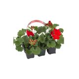 Gardenbox Kırmızı Sardunya Fidesi 2 ADET Saksılı 10-25cm Salon Balkon Çiçeği