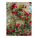 Gardenbox Kırmızı Sarmaşık Gül Fidanı, Kokulu, 90-140 cm, 1 Adet, Tüplü Aşılı