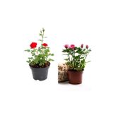 Gardenbox Kırmızı ve Pembe Gül Fidanı, 2 Adet, Yediveren, Saksılı, 50-80 cm