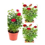 Gardenbox Kırmızı Yediveren Kokulun Gül Fidanı, 3 Adet Saksılı, 35-60 cm, Dış Mekan Bitkisi