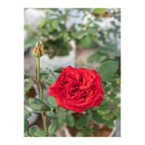 Gardenbox Kırmızı Yediveren Mis Kokulu Gül Fidanı, 3 Adet Saksılı, 50-90 cm