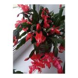 Gardenbox Kırmızı Yılbaşı Çiçeği, 20-30 cm, Tüplü, Euphorbia Pulcherrima