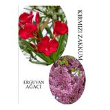 Gardenbox Kırmızı Zakkum Çiçeği 30-60cm, Pembe Erguvan Ağacı Fidanı 50-70cm, Set