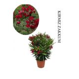 Gardenbox Kırmızı Zakkum Çiçeği Fidanı, Saksılı, 30-60cm, Yaz Bitkisi