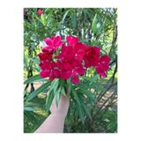 Gardenbox Kırmızı Zakkum Çiçegi Fidanı(80 100 CM) 1 Adet Tüplü Red Oleander