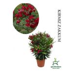 Gardenbox Kırmızı Zakkum Fidanı, Saksılı, 40-60cm, Bahçe Bitkisi