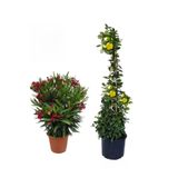 Gardenbox Kırmızı Zakkum Fidanı + Sarı Yasemin Çiçeği Fidanı 2'li Bahçe Peyzaj Seti