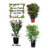 Gardenbox Kırmızı Zakkum+Pembe Zakkum+Beyaz Zakkum 3 ADET Saksılı Bahçe Çiçeği