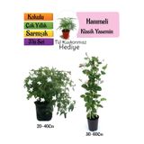 Gardenbox Klasik Kokulu Yasemin, Kokulu Hanımeli Çiçeği, Tül Kuşkonmaz 3'lü Set