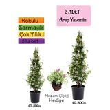 Gardenbox Kokulu 2 ADET Arap Yasemini Fidanı Saksılı+Mezem Çİçeği Hediye 3'lü Peyzaj Seti