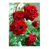 Gardenbox Kokulu 3 Adet Kırmızı Gül Fidanı Saksılı 50-80cm