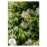 Gardenbox Kokulu Arap Yasemin Çiçeği, Saksılı, 30-60 cm, Bahçe Çiçeği