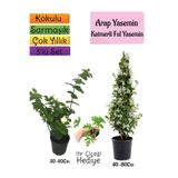 Gardenbox Kokulu Arap Yasemin, Katmerli Ful Yasemin, Itır Çiçeği Hediyeli, 3'lü Set