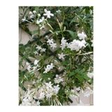 Gardenbox Kokulu Arap Yasemini, 50-70 cm, 1 Adet Saksılı Dış Mekan Süs Bitkisi, Jasminum Sambac, Beyaz