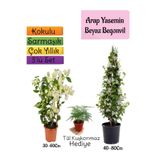 Gardenbox Kokulu Arap Yasemini, Beyaz Begonvil, Tül Kuşkonmaz Hediyeli, 3'lü Set