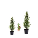 Gardenbox Kokulu Arap Yasemini Fidanı Saksılı 2 Adet + Buz Çiçeği Hediye 3'lü Peyzaj Seti, 40-80 cm