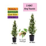Gardenbox Kokulu Arap Yasemini Fidanı Saksılı 2 Adet + İtır Çiçeği Hediye 3'lü Peyzaj Seti, 40-80 cm, Çok Renkli