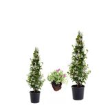 Gardenbox Kokulu Arap Yasemini Fidanı Saksılı 2 Adet + Mezem Çiçeği Hediye 3'lü Peyzaj Seti, 40-80cm