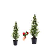 Gardenbox Kokulu Arap Yasemini Fidanı Saksılı 2 Adet, Mini Gül Hediye, 3'lü Peyzaj Seti, 40-80cm