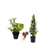 Gardenbox Kokulu Arap Yasemini, Ful Yasemin, Mini Kırmızı Gül Hediyeli 3'lü Bahçe Seti, Çok Renkli