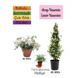 Gardenbox Kokulu Arap Yasemini, İzmir Yasemin, Tül Kuşkonmaz 3'lü Bahçe Seti