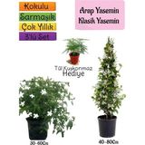 Gardenbox Kokulu Arap Yasemini, Klasik Yasemini, Tül Kuşkonmaz 3'lü Bahçe Seti, Çok Renkli