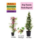 Gardenbox Kokulu Arap Yasemini, Pembe Begonvil, Itır Çiçeği Hediyeli 3'lü Bahçe Seti, 40-80 cm