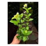 Gardenbox Kokulu Arap Yasemini Sarmaşığı Fidanı, Rhyncospermum Jasminoides, Çiçekli Bitki, Saksılı, 30-40 cm